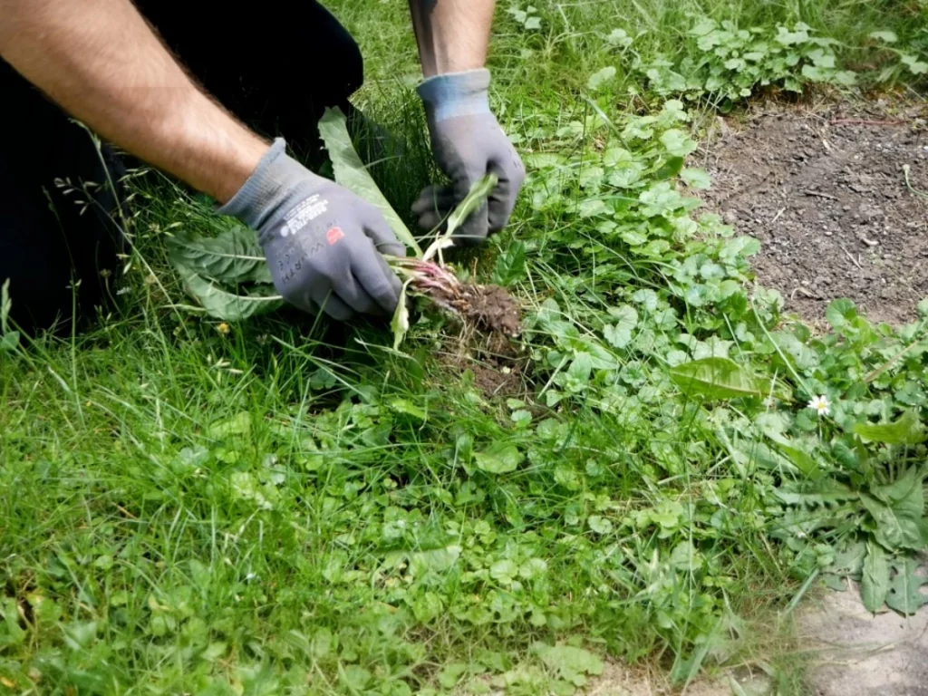 Unkraut nachhaltig entfernen – Tipps für die Bekämpfung ohne Chemikalien