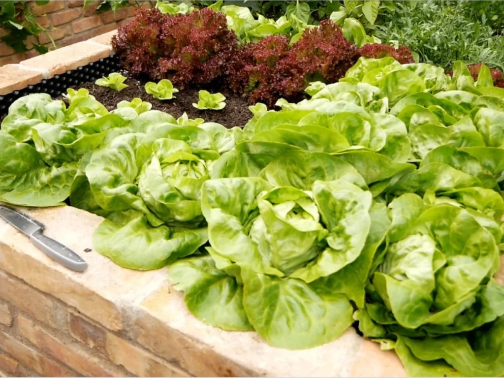 Frische Gemüseernte aus dem Hochbeet im Garten