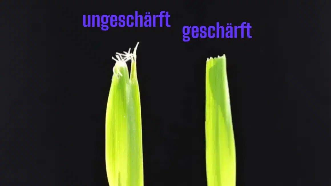 Rasenmähermesser richtig schärfen und auswuchten – So gelingt’s!