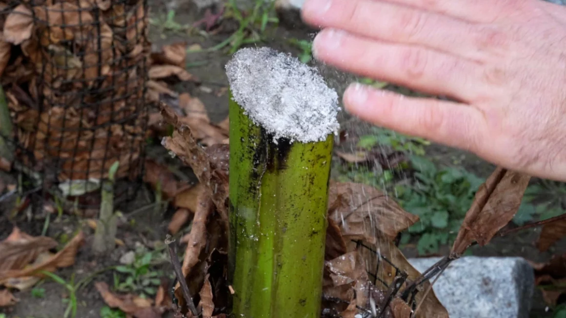 Bananen richtig überwintern: So starten sie extrem stark ins Frühjahr