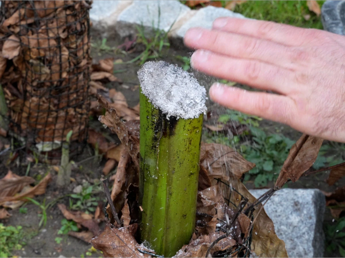 Bananen richtig überwintern: So starten sie extrem stark ins Frühjahr